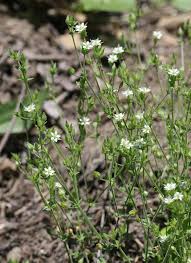 Attēlu rezultāti vaicājumam “Arenaria serpyllifolia”