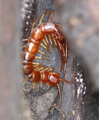 Attēlu rezultāti vaicājumam “Lithobius forficatus”