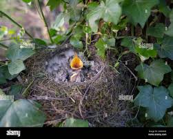 Attēlu rezultāti vaicājumam “Turdus viscivorus nest”