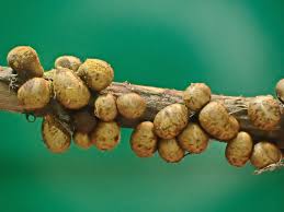 Attēlu rezultāti vaicājumam “Hemitrichia leiotricha”