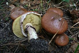 Attēlu rezultāti vaicājumam “Suillus luteus”