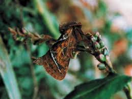 Attēlu rezultāti vaicājumam “Hepialus sylvina”