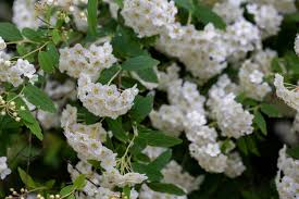 Attēlu rezultāti vaicājumam “Spiraea chamaedryfolia flower”