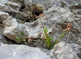 Attēlu rezultāti vaicājumam “Milesina murariae”