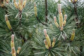 Attēlu rezultāti vaicājumam “Pinus sylvestris male flower”