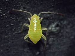 Attēlu rezultāti vaicājumam “Lygus nymph nymph”