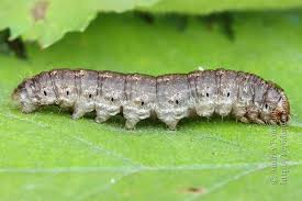 Attēlu rezultāti vaicājumam “Agrotis ripae larva”