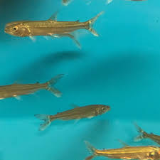 Image result for Goliath Tigerfish