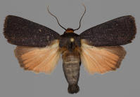 Attēlu rezultāti vaicājumam “Amphipyra livida”