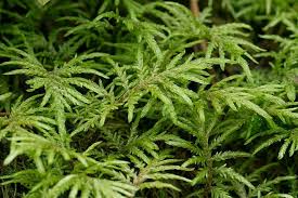 Attēlu rezultāti vaicājumam “Hylocomiastrum umbratum”