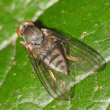 Attēlu rezultāti vaicājumam “Platypezidae”