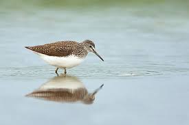 Attēlu rezultāti vaicājumam “Tringa glareola adult”