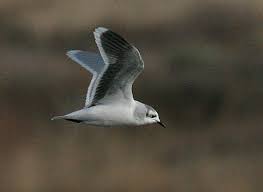 Attēlu rezultāti vaicājumam “Larus minutus”