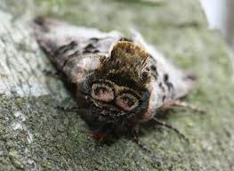 Attēlu rezultāti vaicājumam “Abrostola tripartita”