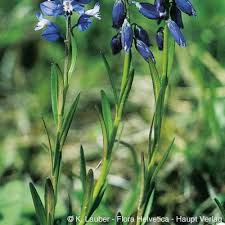 Attēlu rezultāti vaicājumam “Polygala vulgaris leaf”