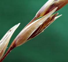Attēlu rezultāti vaicājumam “Danthonia decumbens bud”