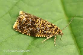 Attēlu rezultāti vaicājumam “Celypha siderana”