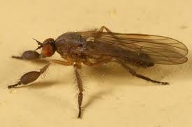 Attēlu rezultāti vaicājumam “Empididae”