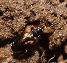 Attēlu rezultāti vaicājumam “Bembidion quadrimaculatum”