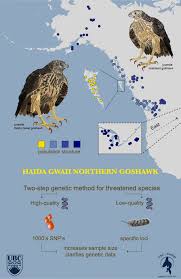 Image result for Goshawks G C