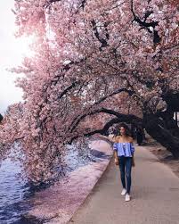 Image result for "cherry blossom" washington