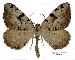 Attēlu rezultāti vaicājumam “Macaria wauaria”