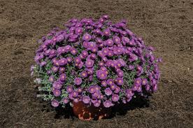 Image result for Aster novi-belgii