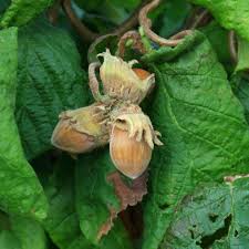 Attēlu rezultāti vaicājumam “Corylus avellana fruit”