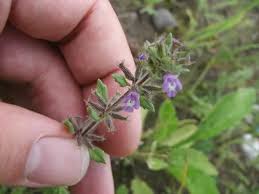 Attēlu rezultāti vaicājumam “Acinos arvensis leaf”
