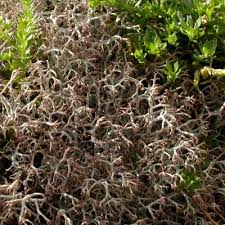 Attēlu rezultāti vaicājumam “Cladonia ciliata”