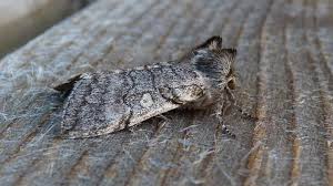 Attēlu rezultāti vaicājumam “Achlya flavicornis”