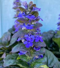 Attēlu rezultāti vaicājumam “Ajuga reptans leaf”