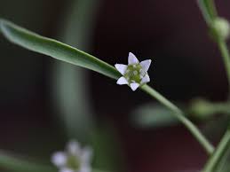 Attēlu rezultāti vaicājumam “Thesium ebracteatum”