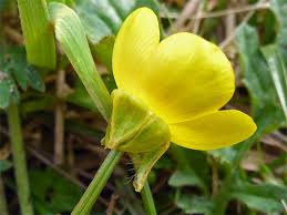 Attēlu rezultāti vaicājumam “Ranunculus bulbosus flower”