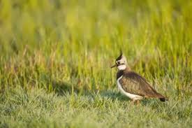 Attēlu rezultāti vaicājumam “Vanellus vanellus adult”