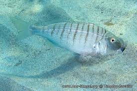 Image result for Lithognathus mormyrus