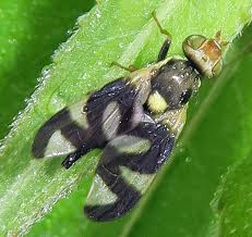 Attēlu rezultāti vaicājumam “Urophora cardui”