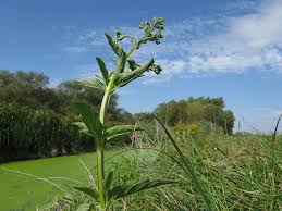 Attēlu rezultāti vaicājumam “Scrophularia umbrosa”