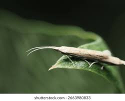 Attēlu rezultāti vaicājumam “Coleophoridae”