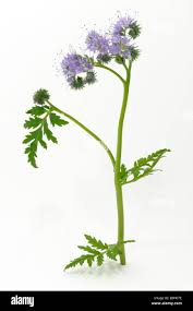 Attēlu rezultāti vaicājumam “Phacelia tanacetifolia”