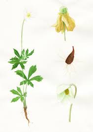 Attēlu rezultāti vaicājumam “Anemone sylvestris”