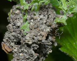 Attēlu rezultāti vaicājumam “Aphis jacobaeae”