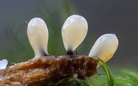 Attēlu rezultāti vaicājumam “Comatricha meandrispora”