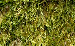 Attēlu rezultāti vaicājumam “Callicladium haldanianum”