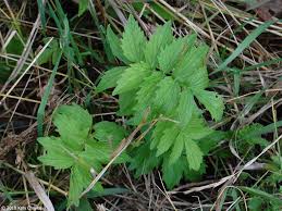 Attēlu rezultāti vaicājumam “Valeriana officinalis leaf”