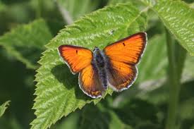 Attēlu rezultāti vaicājumam “Lycaena hippothoe underside”