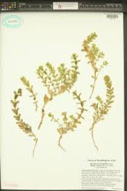 Attēlu rezultāti vaicājumam “Honckenya peploides bud”