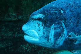 Image result for Cymatoceps nasutus