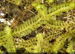 Attēlu rezultāti vaicājumam “Trilophozia quinquedentata”