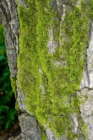 Attēlu rezultāti vaicājumam “Brachythecium salebrosum”